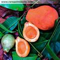 Willughbeia sarawakensis